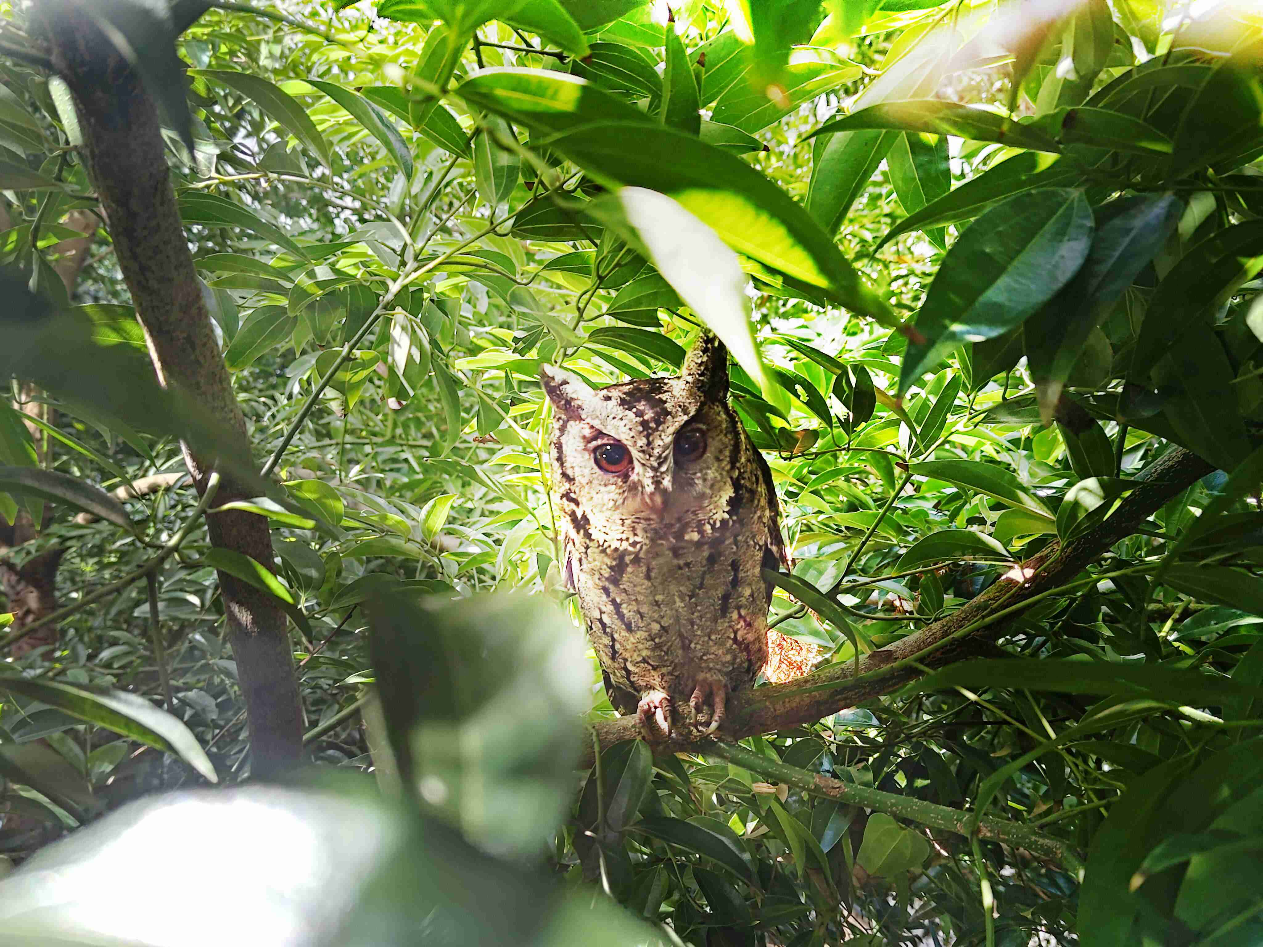 龙门国际致力提倡净零绿生活，，，，16年以来在全球各厂区植树逾百万棵，，，，造就各厂区树木蔚然成林，，，犹如森林工厂，，，成为许多生物的栖息地